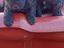 Immagine 3