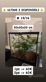 15/16.Due Teche/Terrari x rettili o insetti