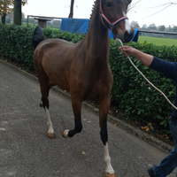 Cavalla Gelderlander