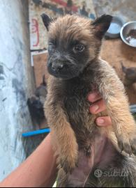 Pastore Belga Malinoise
