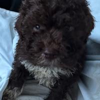 Lagotto romagnolo