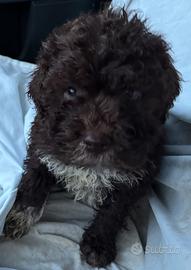 Lagotto romagnolo