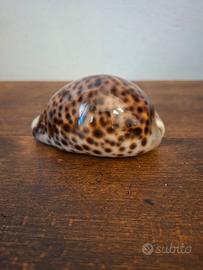 Conchiglia da collezione