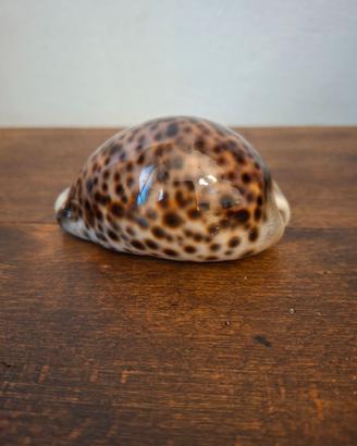 Conchiglia da collezione