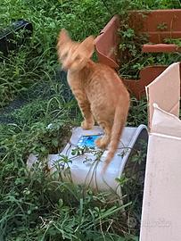 Gatto piccolo