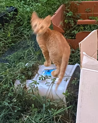 Gatto piccolo