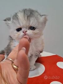 Cucciola gattina persiana