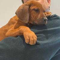 Cuccioli di razza Rhodesian Ridgeback