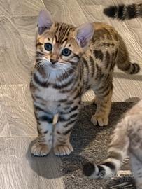 Gatto bengala femmina