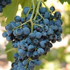 Uva nera