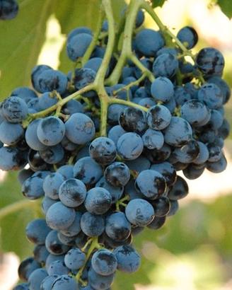 Uva nera