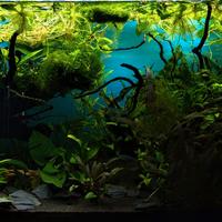 askol Ciano Emoticon acquario con mobile