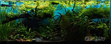 askol Ciano Emoticon acquario con mobile