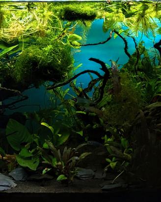 askol Ciano Emoticon acquario con mobile