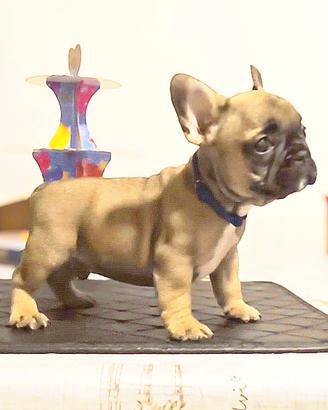 Bulldog francese maschio rimborso spese