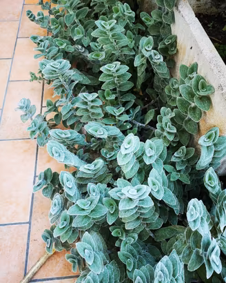 Pianta di velluto