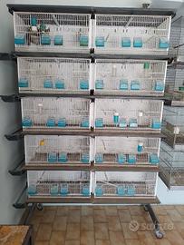 Carrello con 10 gabbie per uccellini 