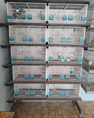 Carrello con 10 gabbie per uccellini 