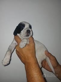 Setter inglese cuccioli