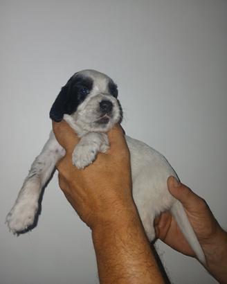 Setter inglese cuccioli