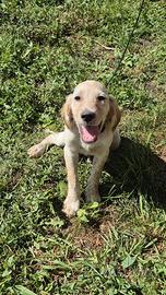 Setter inglese