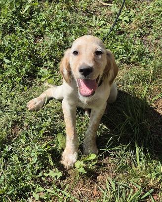 Setter inglese