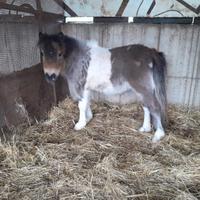 Pony mini shetland