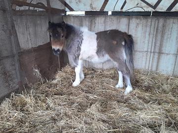 Pony mini shetland