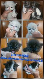 Gatto persiano femmine