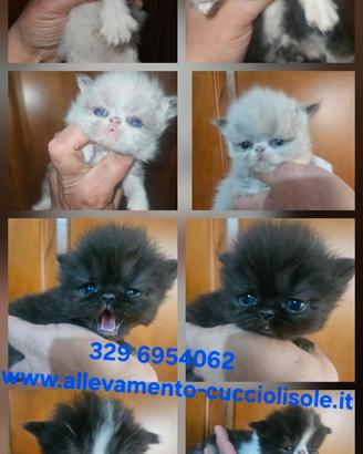 Gatto persiano femmine