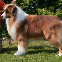 Pastore Australiano Australian Shepherd per monte