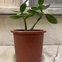 Vaso con albero di giada