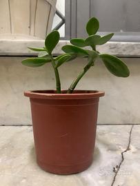 Vaso con albero di giada