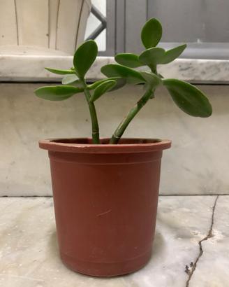 Vaso con albero di giada