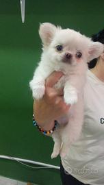 Chihuahua doc.