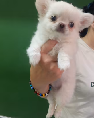 Chihuahua doc.