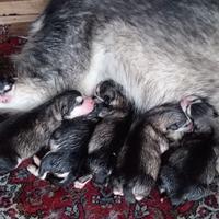 Alaskan Malamute cuccioli
