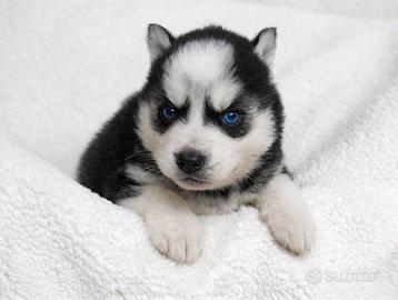 Cucciolina femmina di Husky con occhi azzurri