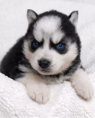 Cucciolina femmina di Husky con occhi azzurri