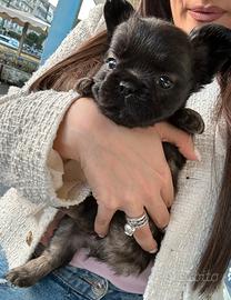 Bulldog francese fluffy