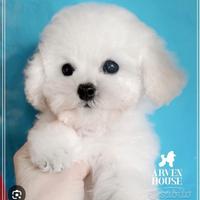 cuccioli di barboncini mini toy