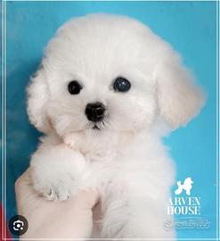 cuccioli di barboncini mini toy