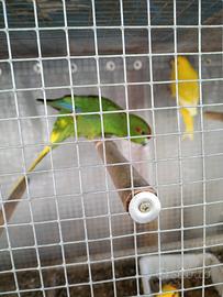 Papagalli Kakariki