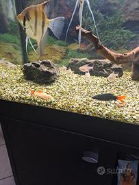 Pesci acquario dolce