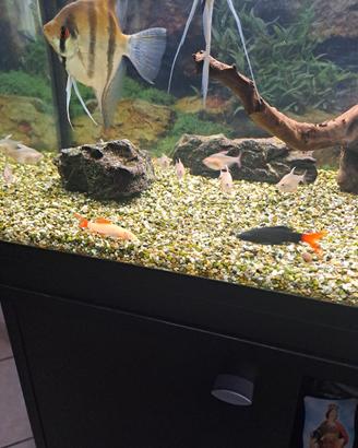 Pesci acquario dolce