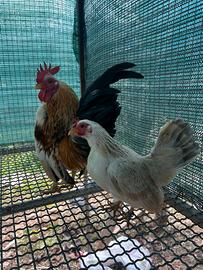 Coppia galline serama