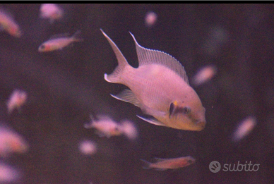 Ciclidi africani brichardi