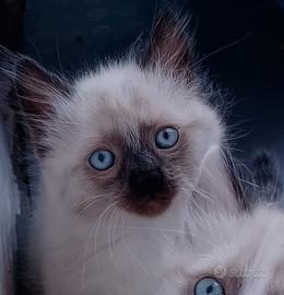 ragdoll gattini cuccioli