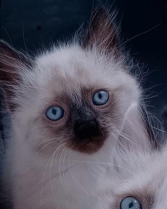 ragdoll gattini cuccioli