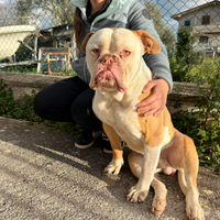 Cucciolone di bulldog americano in adozione